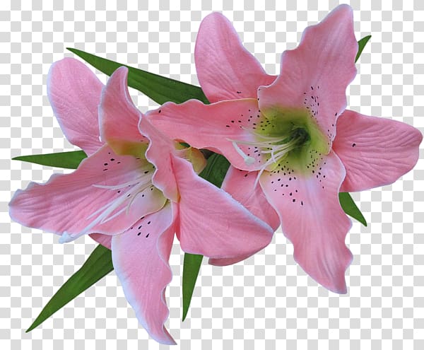 pink lily flowers , Tiger lily Flower Arum-lily Easter lily , Golden Lily transparent background PNG clipart