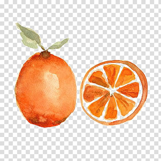 Watercolor painting Orange Fruit Still life, orange transparent background PNG clipart