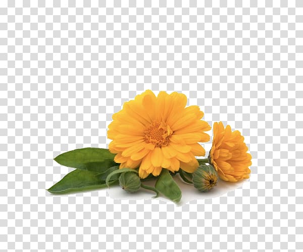 Calendula officinalis Oil Skin care Herb, oil transparent background PNG clipart