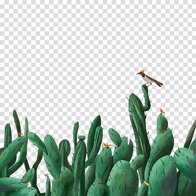 Cactaceae Illustration, cactus transparent background PNG clipart