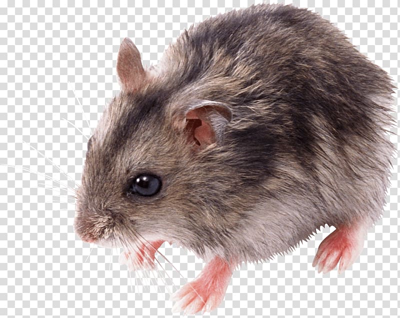 gray rat, Cute Small Mouse transparent background PNG clipart