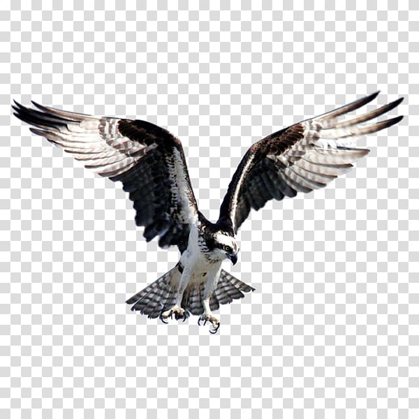 Bird Bald Eagle Goose Flight Osprey, eagle transparent background PNG clipart