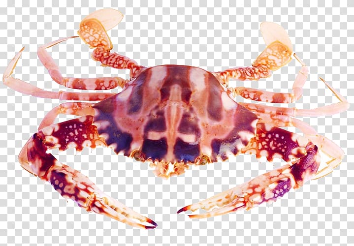 Crab Squid as food Plateau de fruits de mer Seafood Ingredient, Sea crab transparent background PNG clipart
