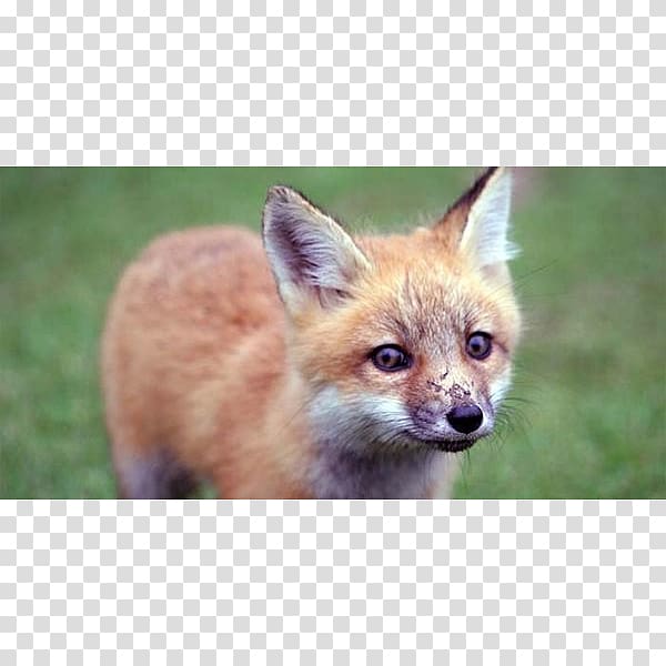 Red fox Kit fox Dhole Fox hunting, Fox Hunting transparent background PNG clipart