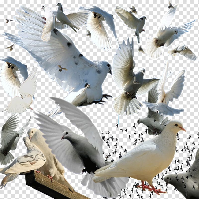 Bird Columba , pigeon transparent background PNG clipart