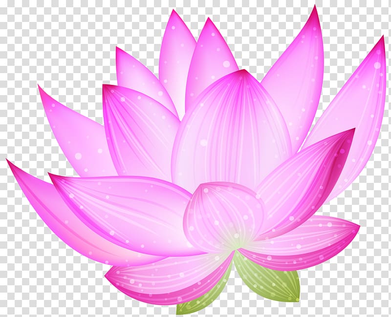 Nelumbo nucifera Drawing , Lotus transparent background PNG clipart
