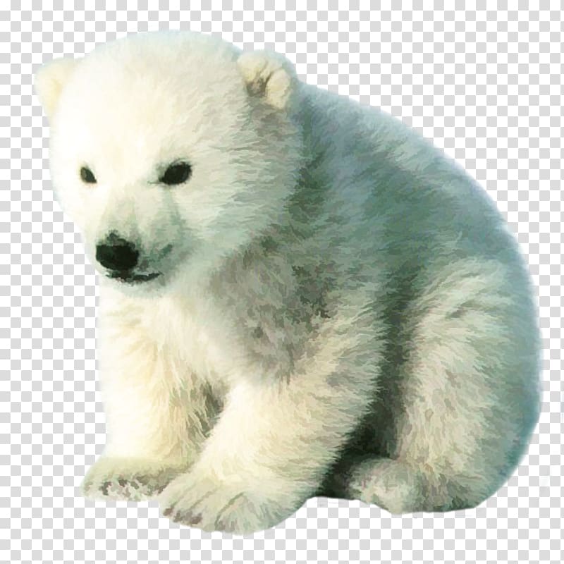 sitting polar bear cub, Polar bear Brown bear Cuteness Pizzly Grizzly bear, The real cute polar bear bear free matting transparent background PNG clipart