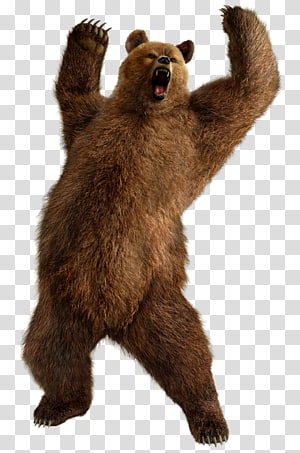 bear transparent background PNG clipart thumbnail