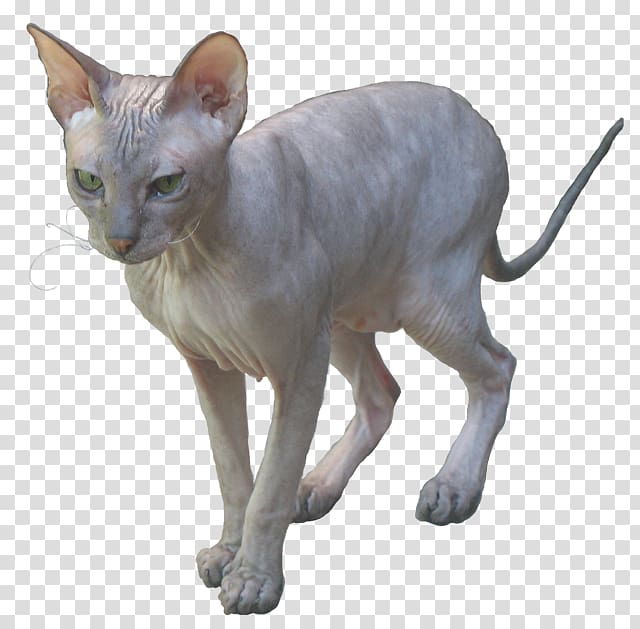 Sphynx cat Donskoy Peterbald Ukrainian Levkoy Oriental Shorthair, Sphynx transparent background PNG clipart