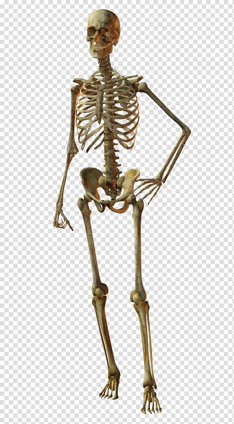 Bone Human skeleton Skull Human body, Skeleton transparent background PNG clipart