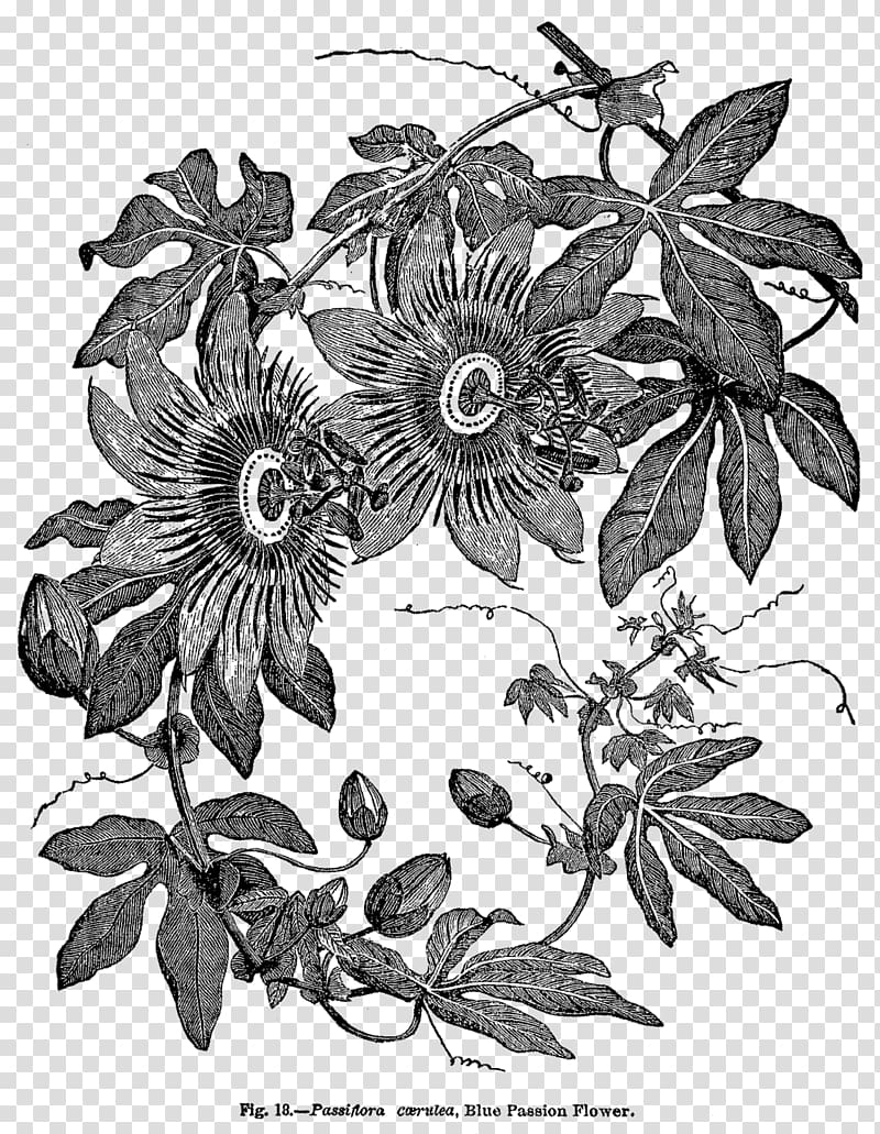 Passiflora caerulea Wood engraving Botany, botanical flowers transparent background PNG clipart