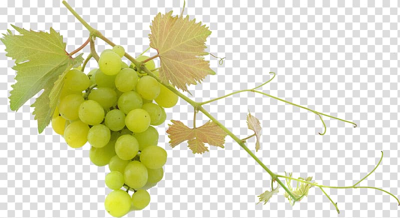 Wine Grape Trebbiano Balsamic vinegar Fruit salad, wine transparent background PNG clipart