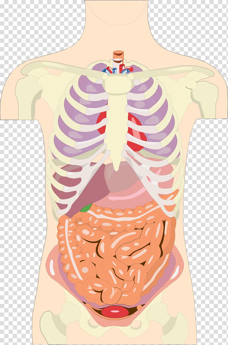 Organ system Human body Anatomy Torso, organ transparent background PNG clipart