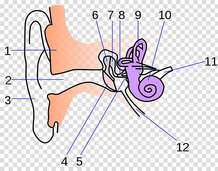 Inner ear Anatomy Human body Middle ear, ear transparent background PNG clipart