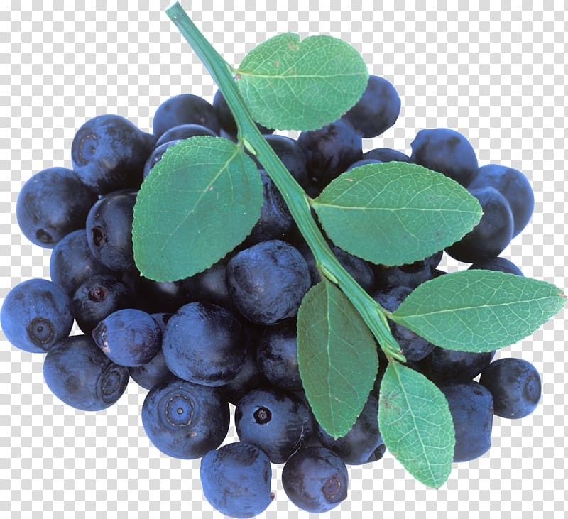 Blueberries transparent background PNG clipart