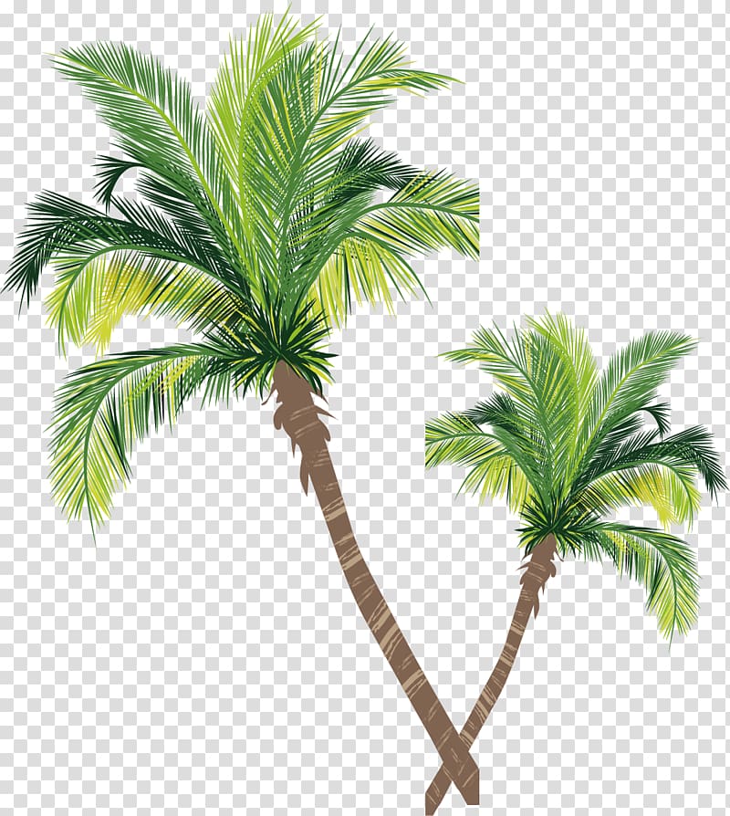 two green palm trees illustration, Asian palmyra palm Coconut Tree Euclidean , Coconut tree material transparent background PNG clipart