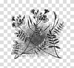 Visual arts Monochrome, flower illustration transparent background PNG clipart thumbnail