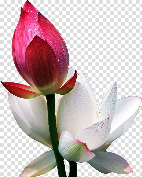 pink and white flowers, Flower Morning Information Blog, Red and white lotus bud transparent background PNG clipart