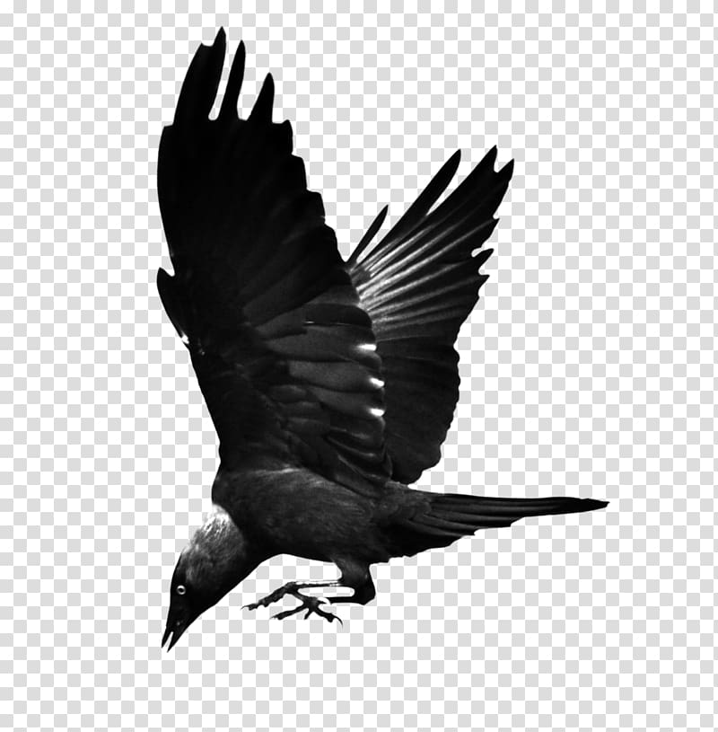 Bird Common raven Hooded crow Western jackdaw, flying raven transparent background PNG clipart