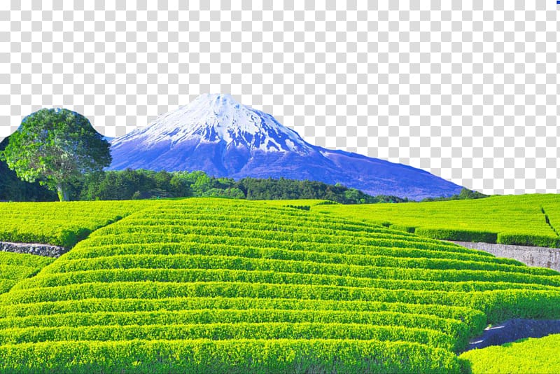 Mount Fuji Chada Fukei, Fuji Mountain Tea Field transparent background PNG clipart
