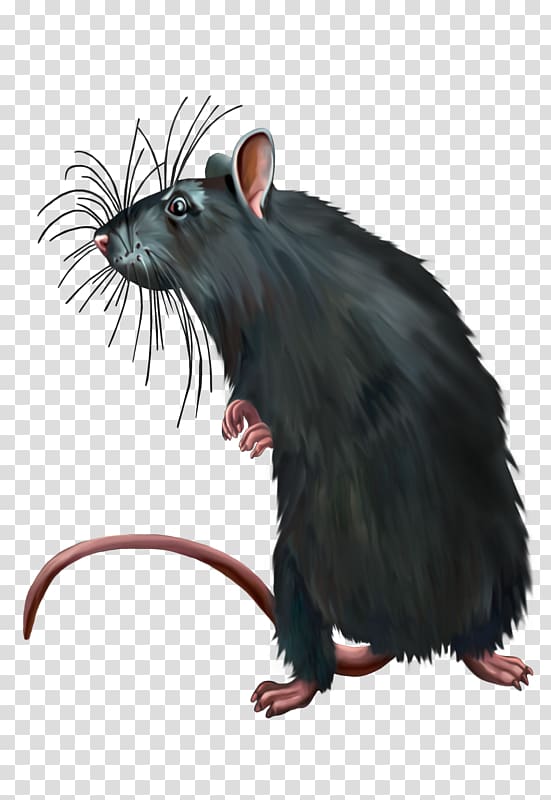 Computer mouse Black rat Murids, Dirty black rat transparent background PNG clipart