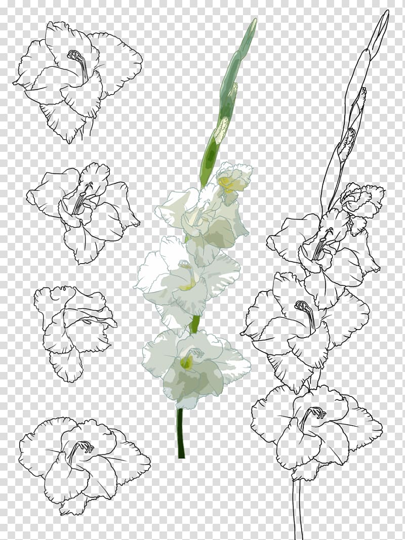 Floral design Gladiolus xd7gandavensis Painting Illustration, Hand-painted gladiolus transparent background PNG clipart