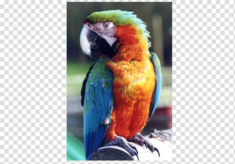 Welsh Hawking Centre Macaw Parakeet Lories and lorikeets Tourist attraction, others transparent background PNG clipart