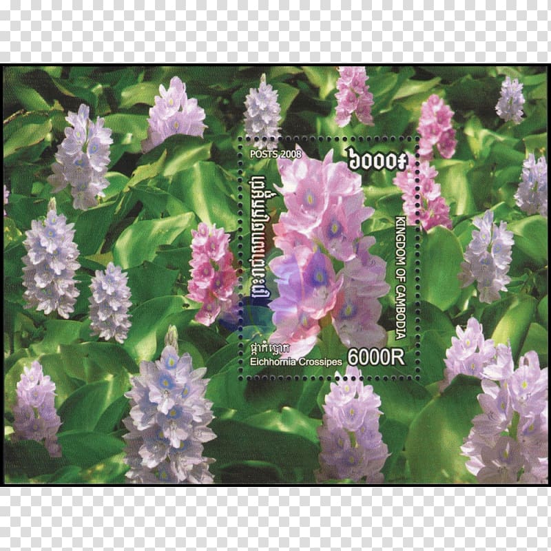 Postage Stamps Poppy Lavender Herbaceous plant Hyssopus, Alternanthera Reineckii transparent background PNG clipart