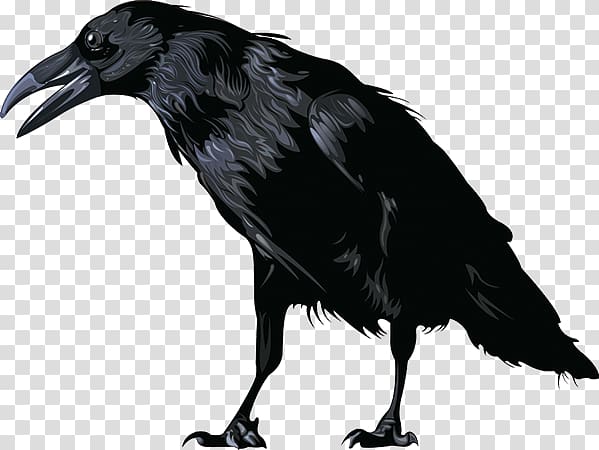 American crow Rook New Caledonian crow Hooded crow Common raven, others transparent background PNG clipart