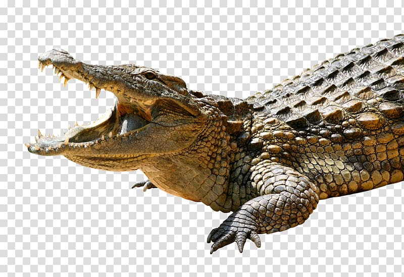 gray crocodile, India Bollywood Film YouTube Hindi, Crocodile transparent background PNG clipart