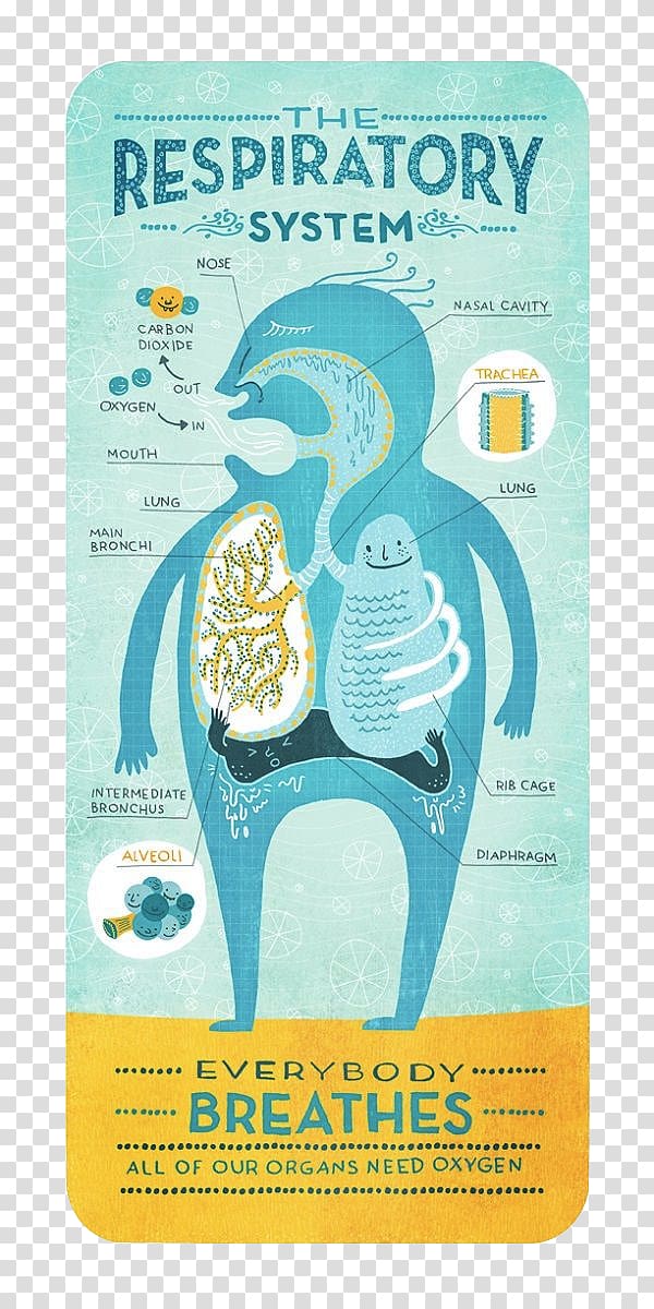 Respiratory system Human body Organ system Biology, corpo humano ...