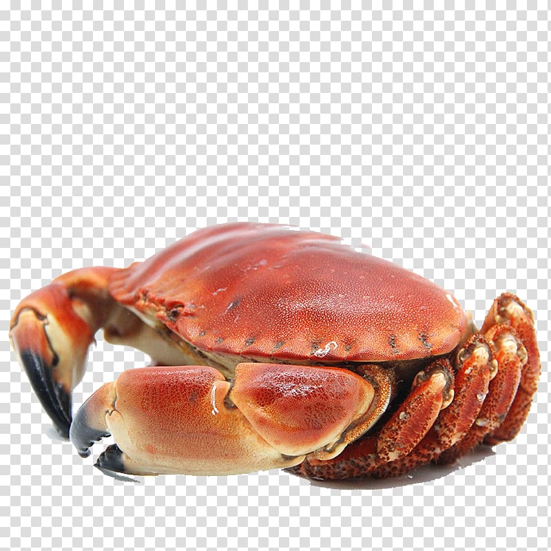 Dungeness crab Seafood Cancer pagurus King crab, Dalian Golden Crab Seafood transparent background PNG clipart