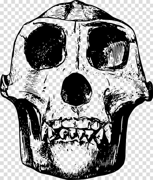 Gorilla Skull , Simple black gorilla animal bones bones transparent background PNG clipart
