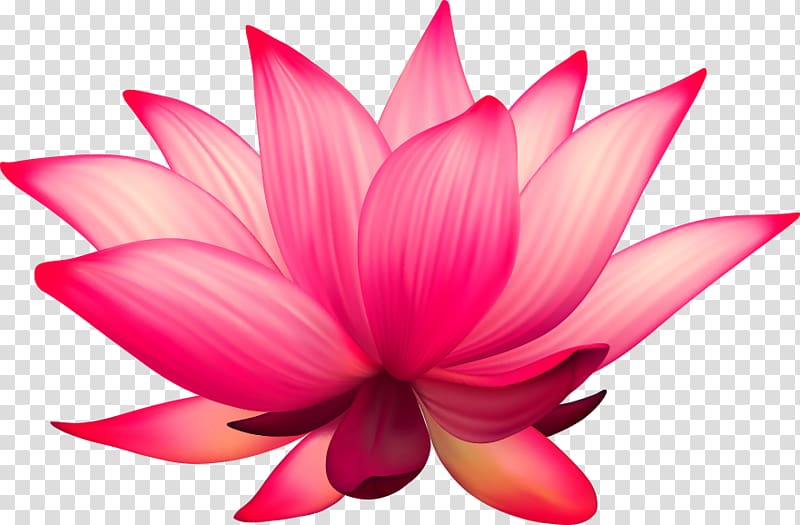 pink lotus flower illustration, Nelumbo nucifera Flower , cartoon lotus transparent background PNG clipart