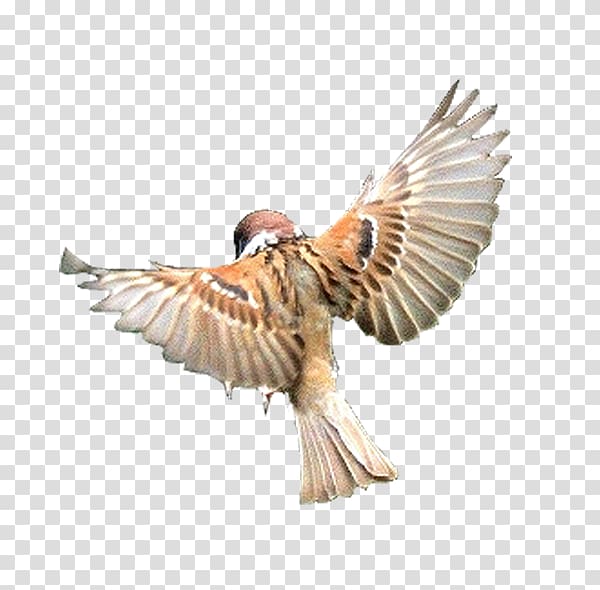 Bird Flight Beak Finch, Hawaii eagle transparent background PNG clipart