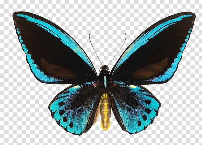 Butterfly Ornithoptera priamus Birdwing Papua New Guinea Ornithoptera euphorion, butterfly transparent background PNG clipart