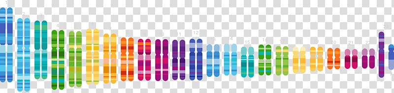 Human Genome Project 23andMe Genetic testing Genetics DNA, DNA transparent background PNG clipart