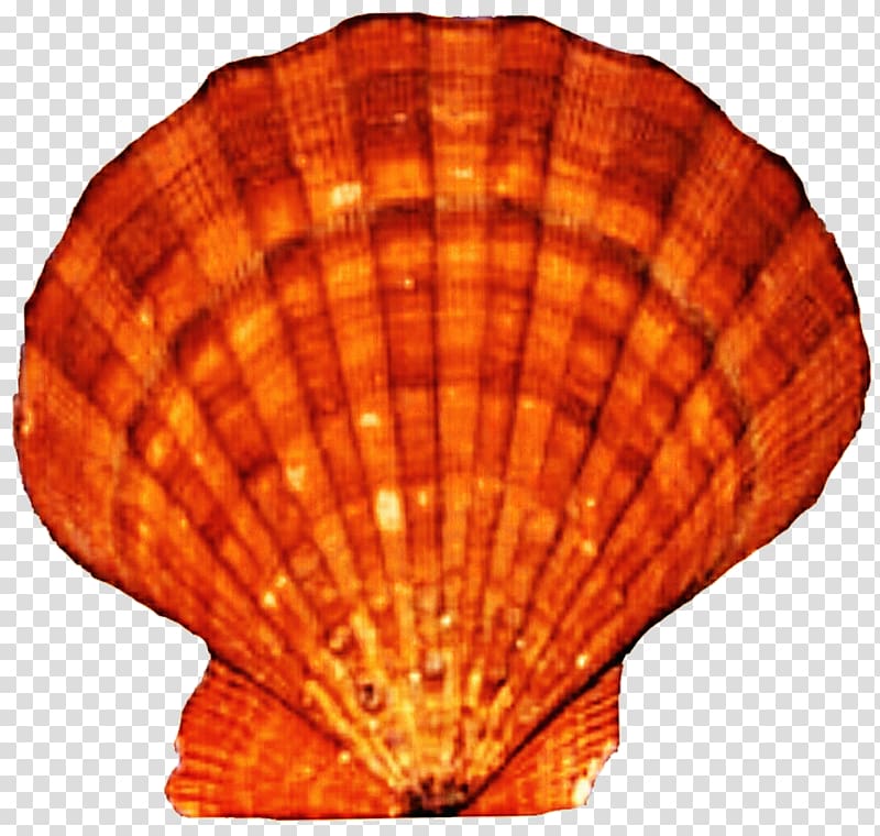 Cockle Scallop Mussel Clam Oyster, seashell transparent background PNG clipart