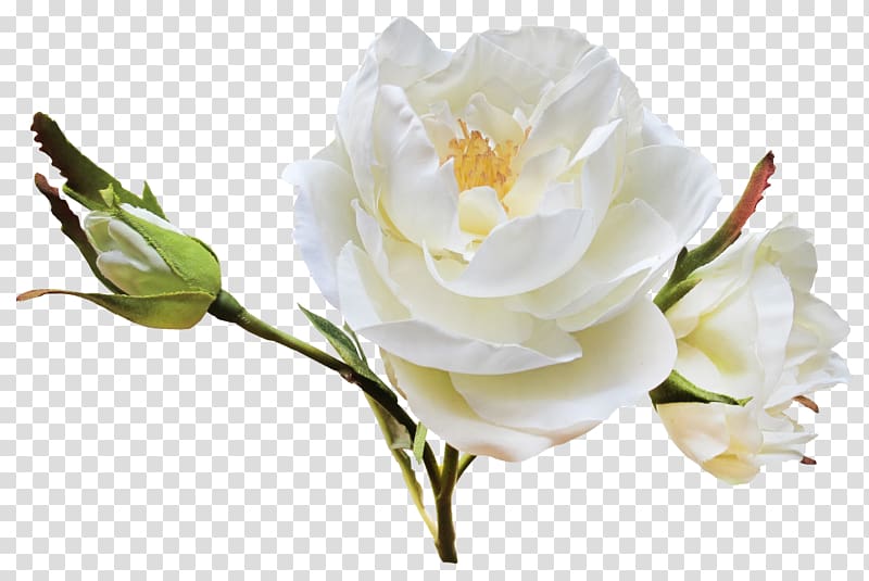 Flower Garden roses Centifolia roses , white roses transparent background PNG clipart