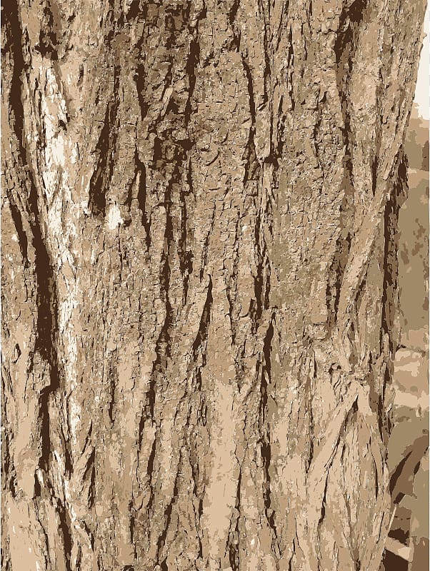 Bark Tree , Bark Art transparent background PNG clipart