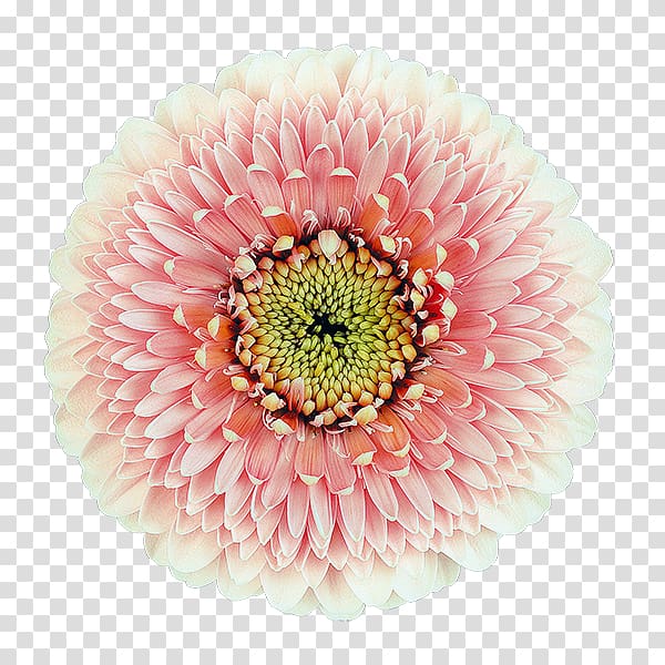 Transvaal daisy Cut flowers Chrysanthemum Floristry, chrysanthemum transparent background PNG clipart