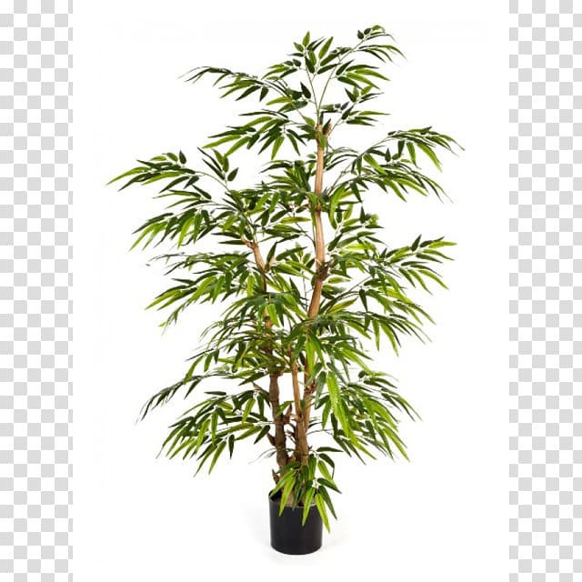 Tropical woody bamboos Bambusa ventricosa Tree Lucky bamboo Plant, tree transparent background PNG clipart