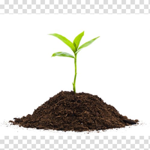 Seedling Plants Soil , plants transparent background PNG clipart