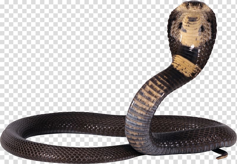 a cobra transparent background PNG clipart