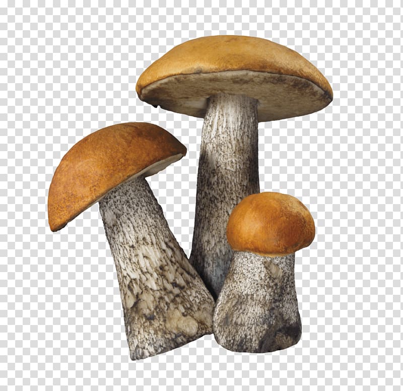Edible mushroom Fungus Common mushroom, A three small mushrooms transparent background PNG clipart