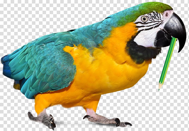 Parrot Parakeet Macaw Beeldtelefoon Pet, viber transparent background PNG clipart