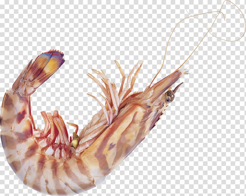 Tom yum Shrimp Icon, Shrimp transparent background PNG clipart