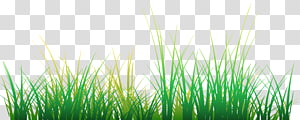 Adobe Flash Player Lawn , others transparent background PNG clipart thumbnail
