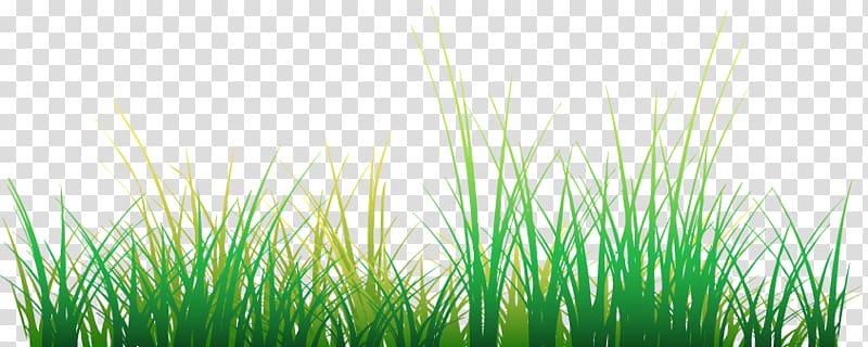 Adobe Flash Player Lawn , others transparent background PNG clipart