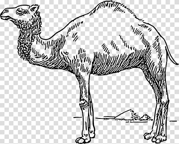 Bactrian camel Dromedary Drawing , camelblackandwhite transparent background PNG clipart